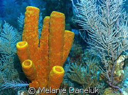 Cluster of Sponges, Grand Cayman (Aplysina Fistularis) by Melanie Daneluk 